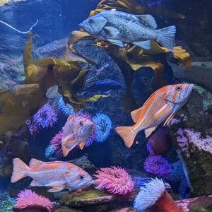 Meet your Posher, Julie